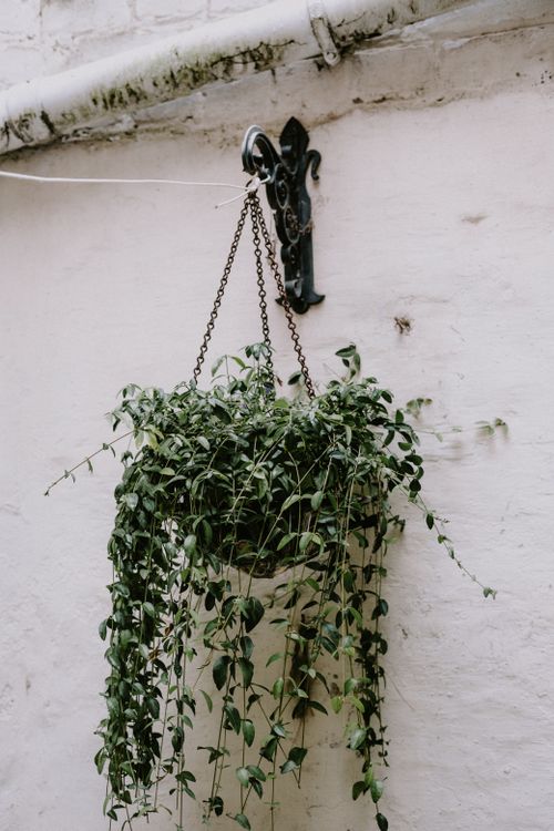Free A hanging ivy plant drapes elegantly over a rustic stone wall, creating a lush and serene atmosphere. Stock Photo