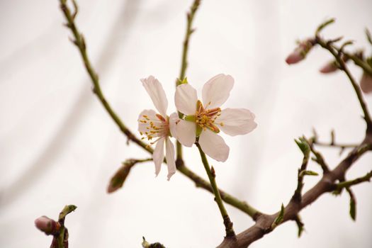 Prunus Flower in Bloom