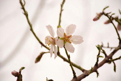 Free Close-up of a blooming plum blossom on a tree branch. Perfect for spring themes. Stock Photo