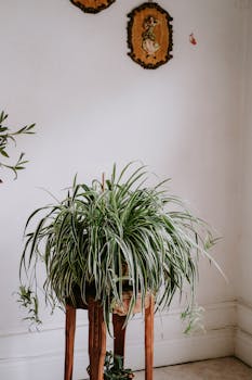 A lush spider plant on a wooden stand adds vibrant green to a charming indoor space.