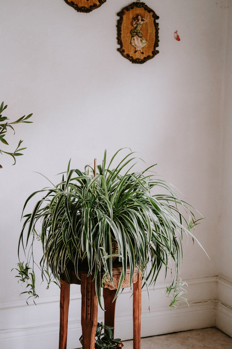 Spider Plant In A Room 