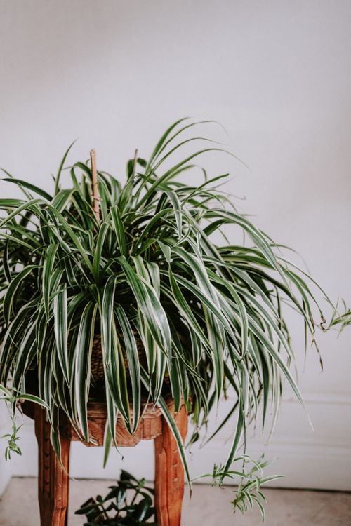 Free Vibrant spider plant with lush green leaves in an indoor setting, perfect for home decor. Stock Photo