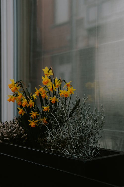 Yellow Flowers in a Plant Box 