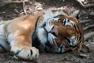 Tiger Resting on the Ground