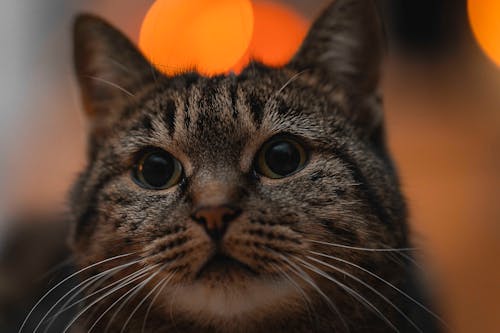 Brown Tabby Cat Looking at Orange Light