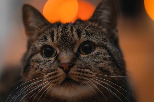 Free Charming portrait of a tabby cat with bright eyes and whiskers against a blurred warm background. Stock Photo