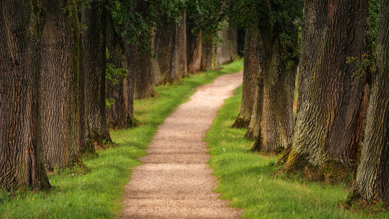 A pathway between trees