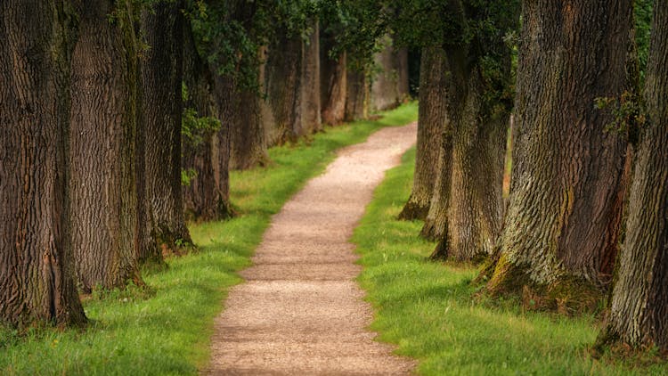 Pathway In Between Trees