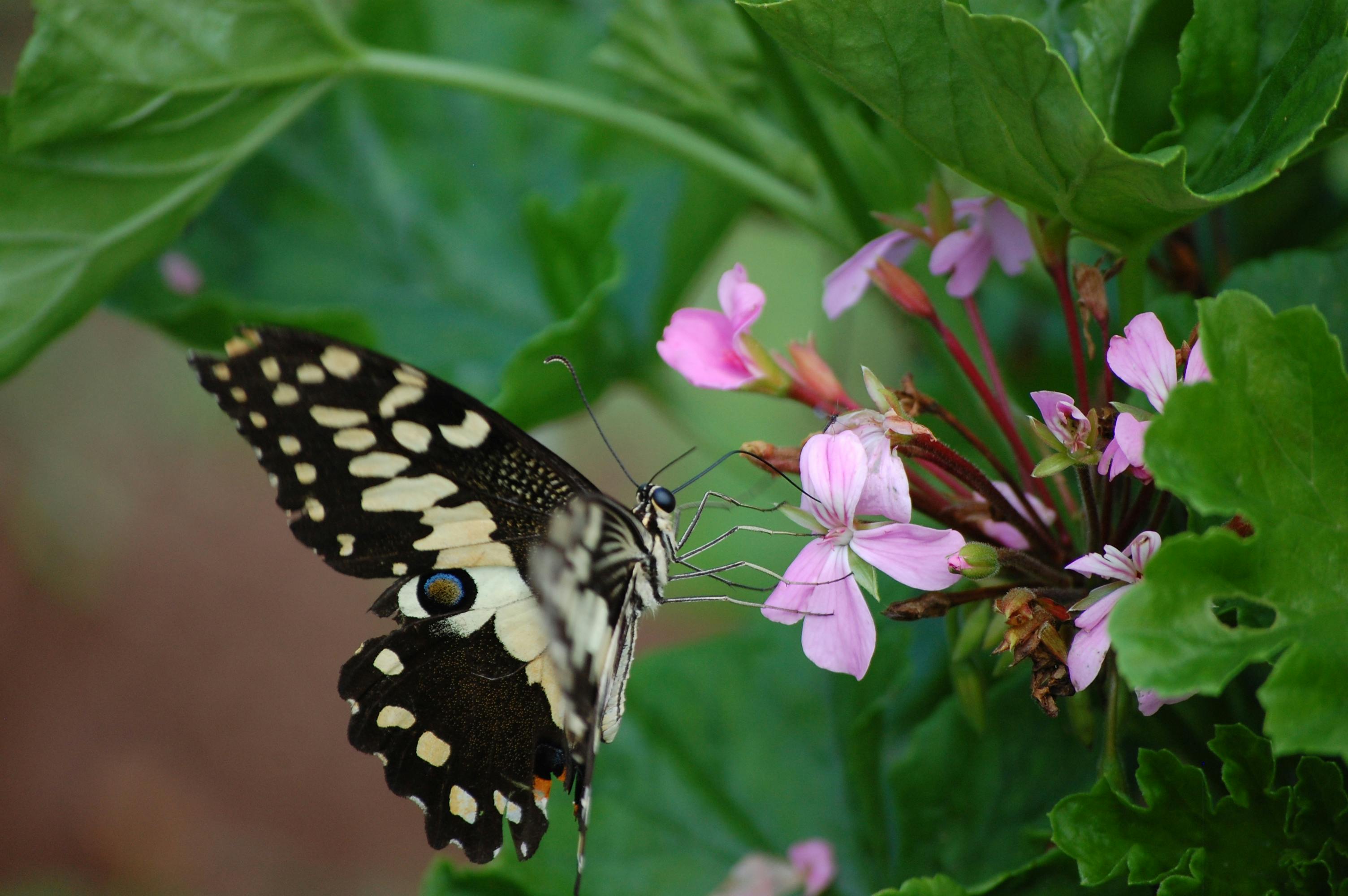 Free stock photo of butterfly, flowers