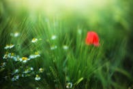 一片宁静的草地上，雏菊和红色罂粟在郁郁葱葱的绿草间生长，被柔和的焦点所捕捉