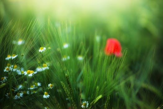 一片宁静的草地上，雏菊和红色罂粟在郁郁葱葱的绿草间生长，被柔和的焦点所捕捉