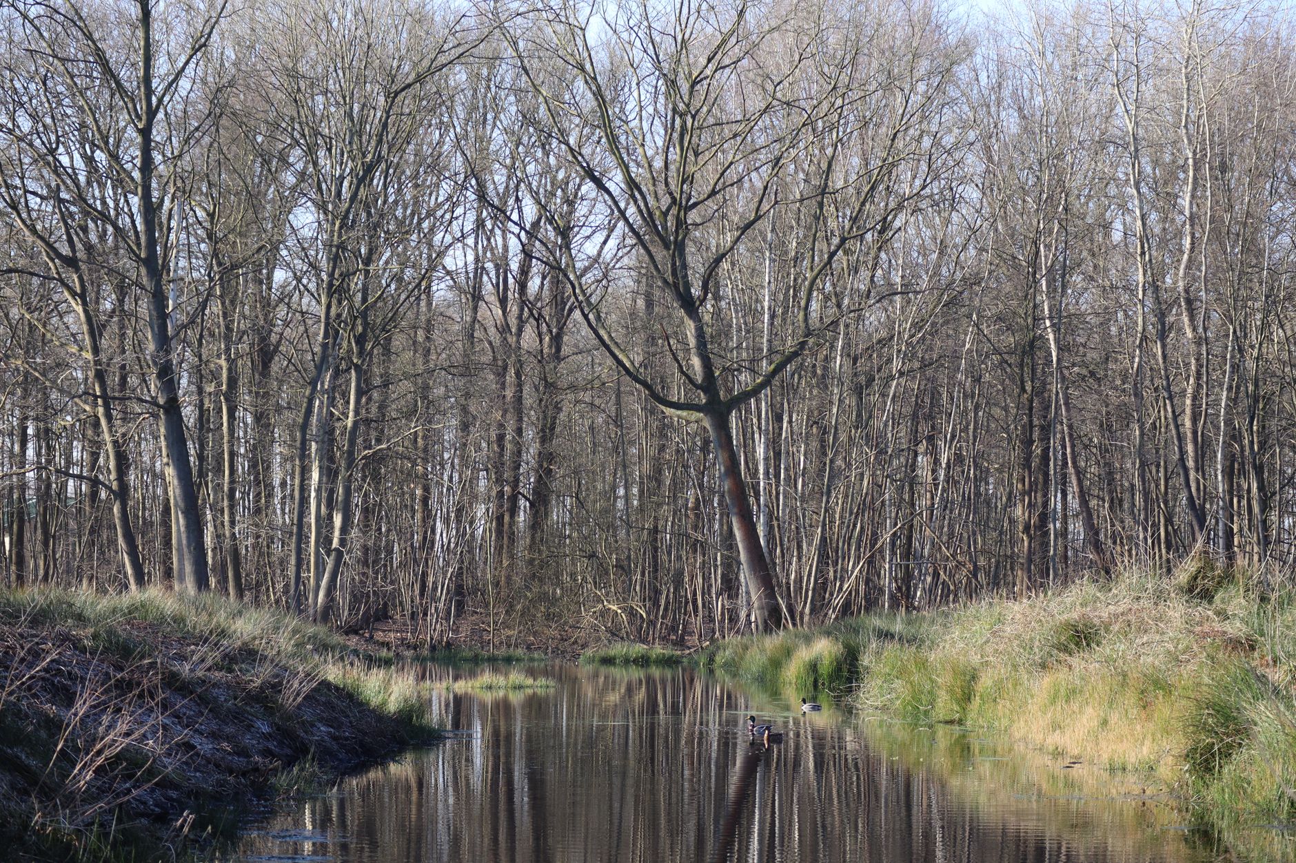 Rustige beek met weerspiegeling tussen bomen in België