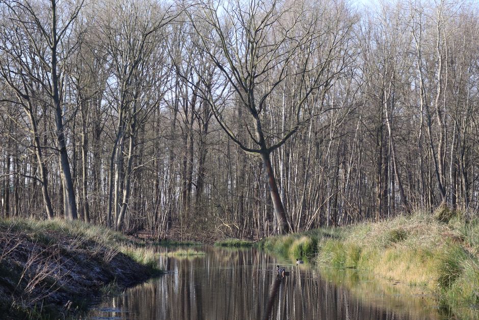 Scène forestière sereine avec des reflets dans un ruisseau calme, capturée à Londerzeel, Belgique.