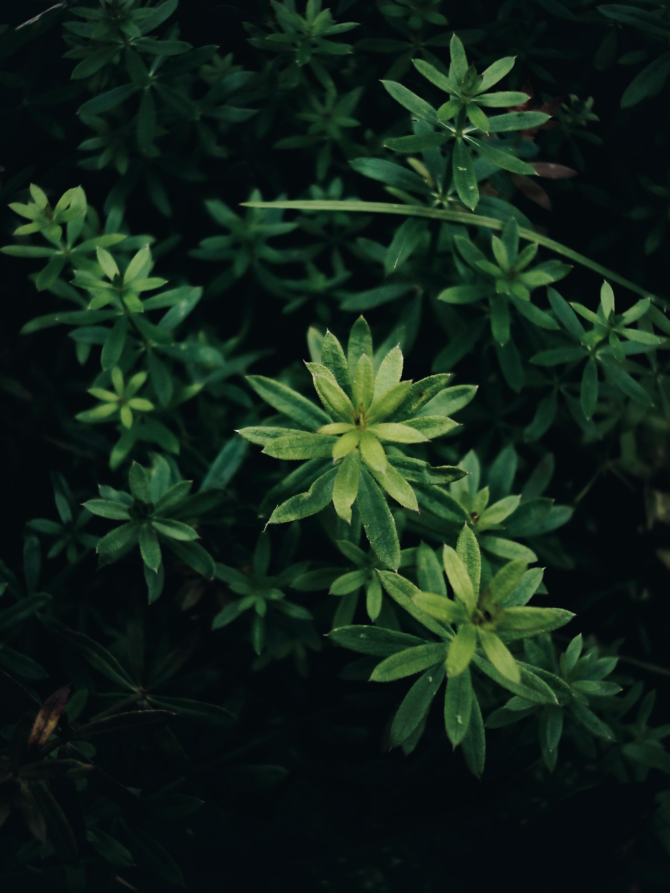 Close-up of vibrant green leaves showcasing natural beauty outdoors.