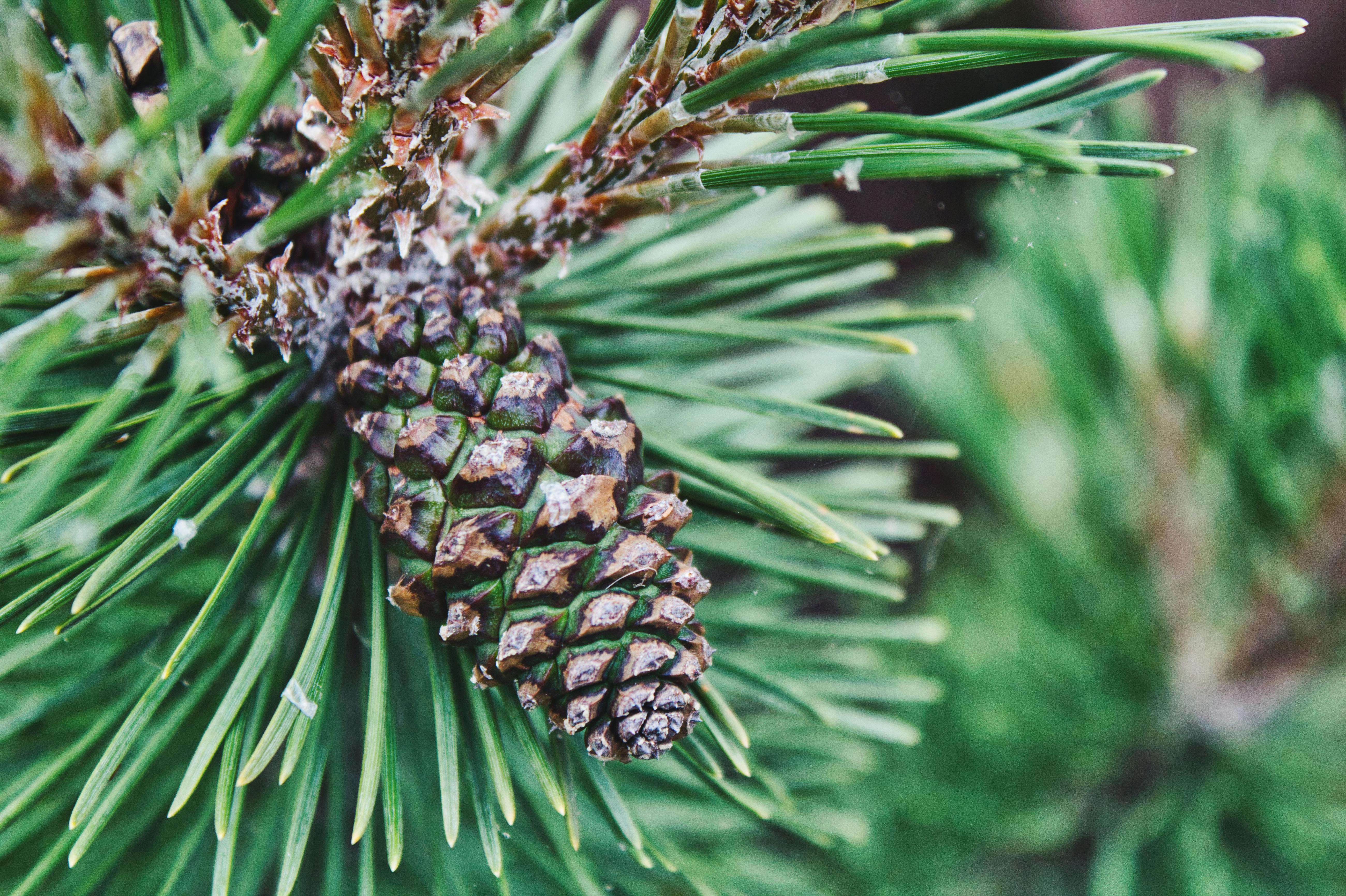 Free stock photo of green, pine, pine cone