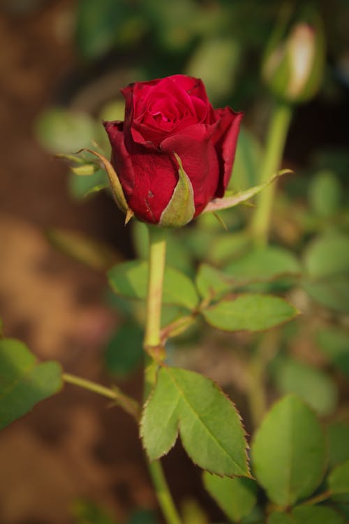 Red Rose in Tilt Shift Lens