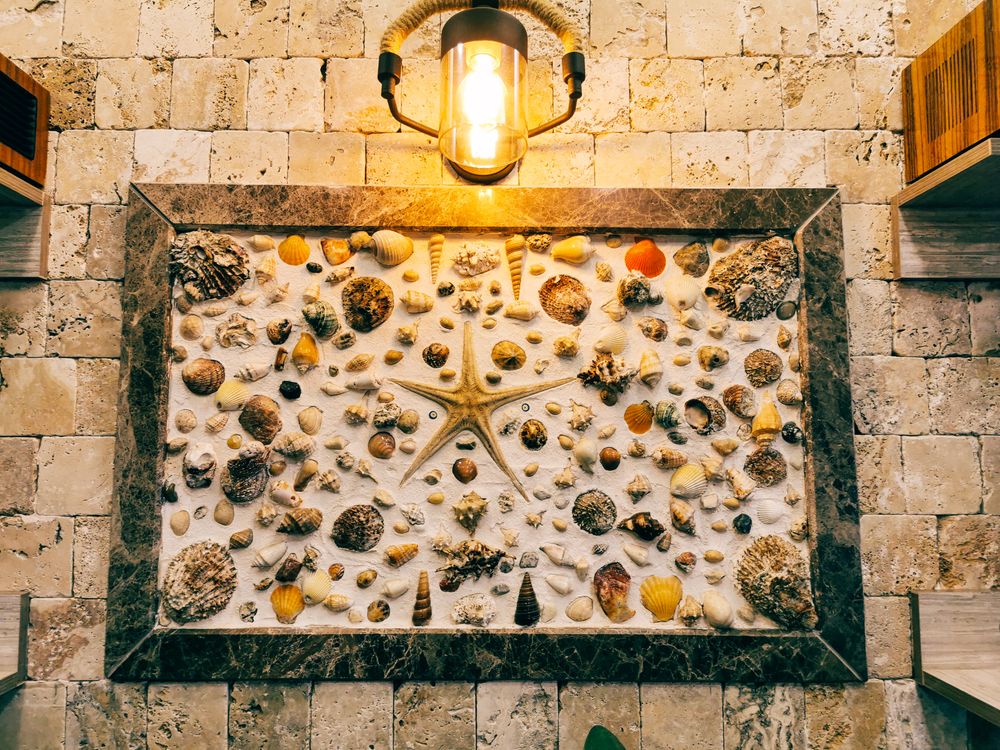 Shell For Wall Assorted Shells on the Wall · Free Stock Photo