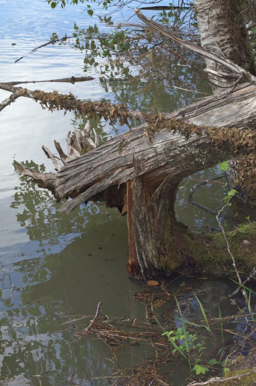 Free stock photo of broken tree in lake