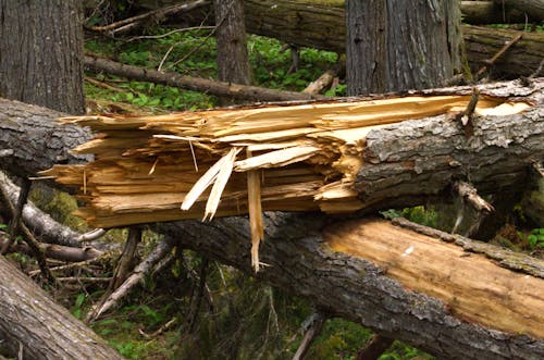 Free stock photo of storm trees