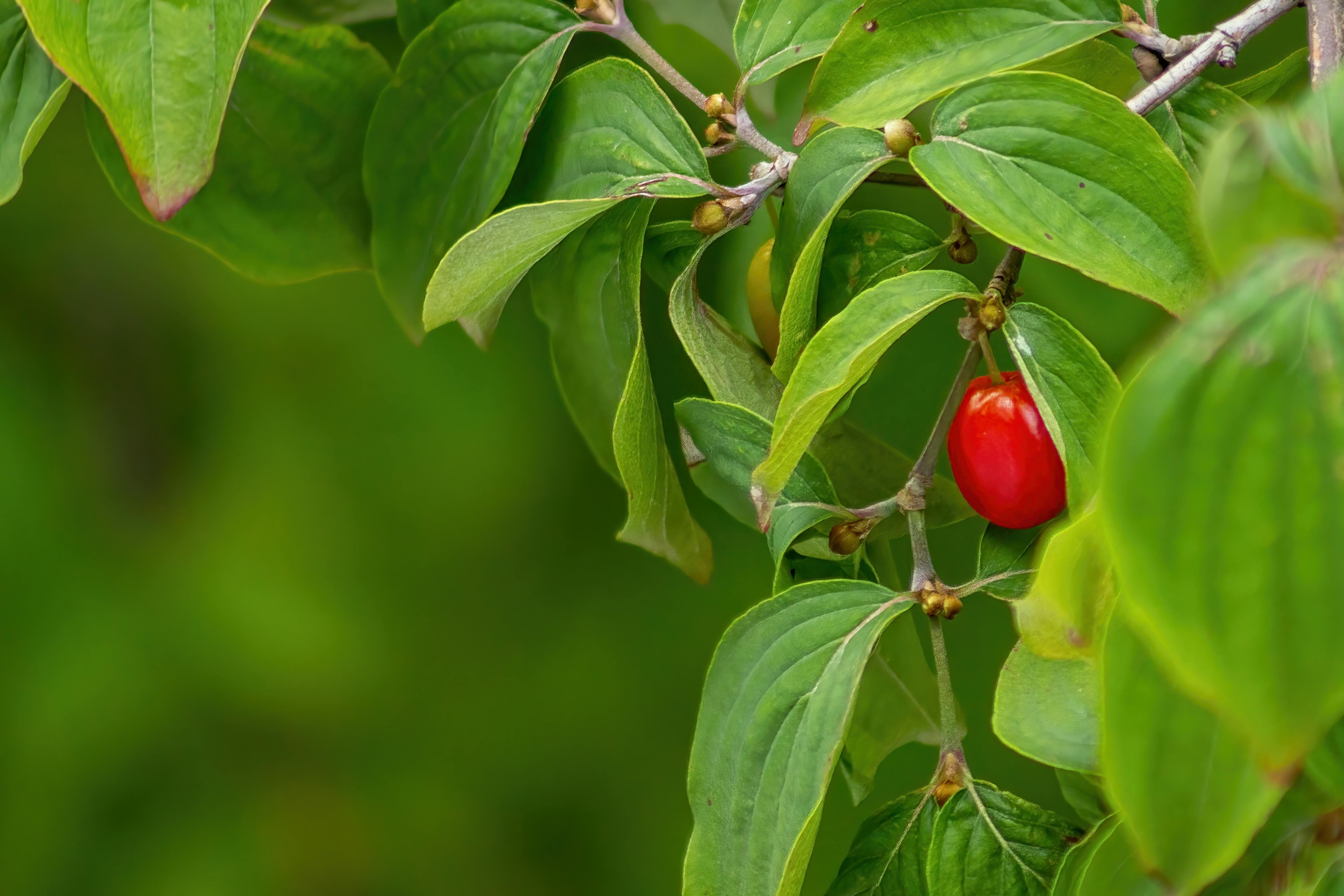 Does fruit increase testosterone?