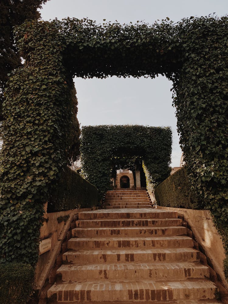 Hedge Over Stairs