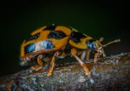 树枝上斑点甲虫的宏观特写镜头，生动展示了其充满活力的图案