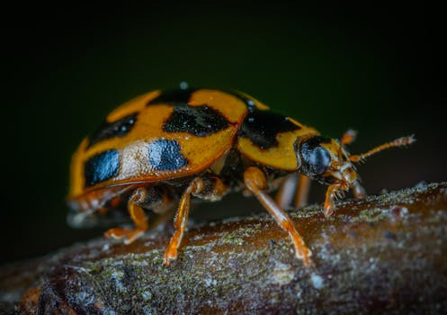 树枝上斑点甲虫的宏观特写镜头，生动展示了其充满活力的图案