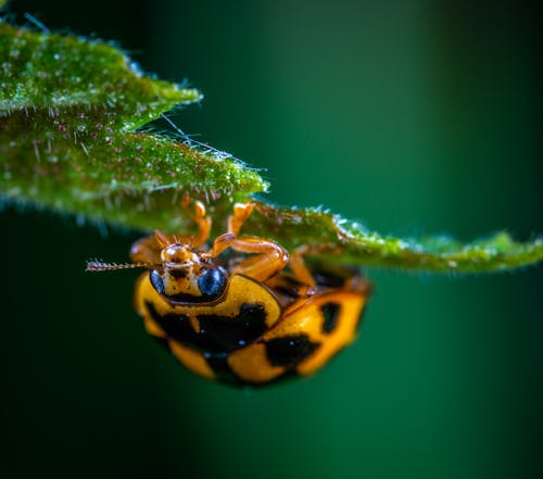 Gratuit Macro Photographie D'insecte Brun Photos