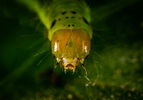 Caterpillar Close-up Photography