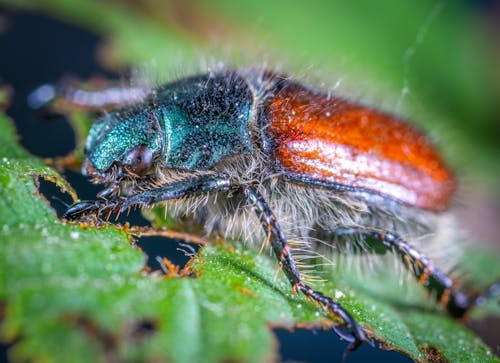 Free Close-up Photo Of Insect Stock Photo