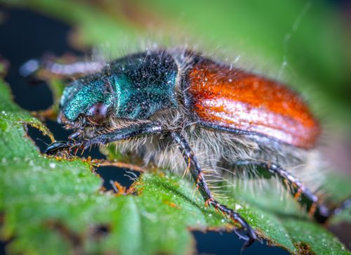 Free Detailed macro shot of a metallic beetle with green and orange hues resting on a green leaf. Stock Photo