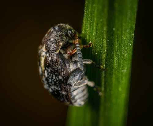 Selektive Fokusfotografie Des Schwarzen Käfers