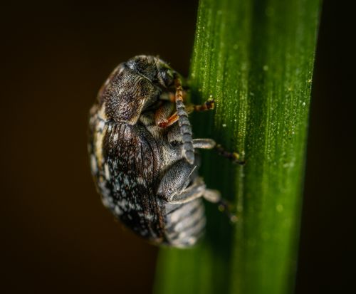 Free Detailed macro shot of a beetle on a green leaf capturing intricate textures. Stock Photo