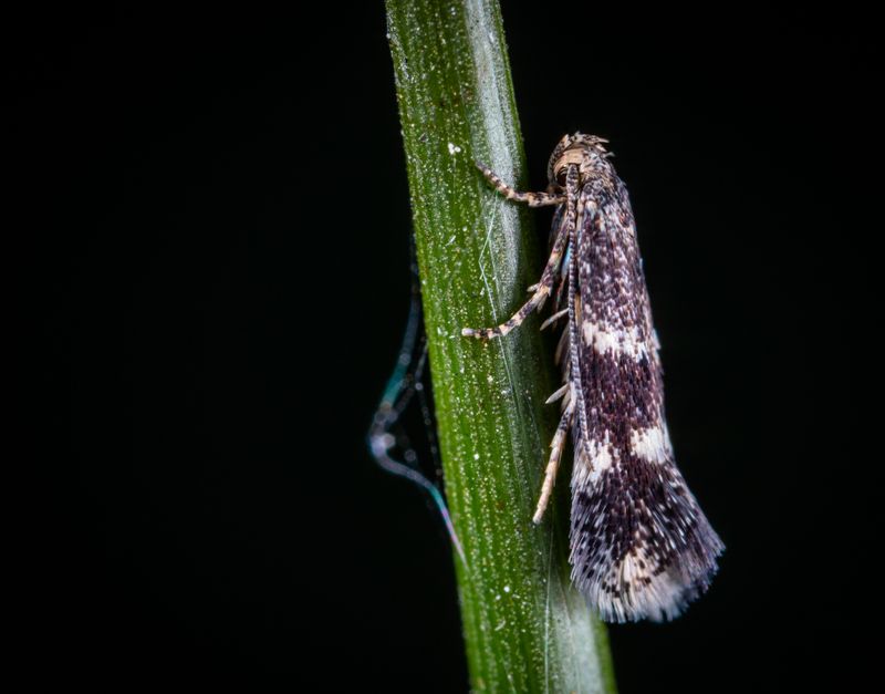 Moth on a green stem against a dark background — photo by Egor Kamelev on Pexels