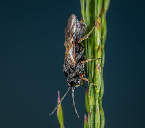 Kostenlos Insekt Auf Grüner Pflanze Stock-Foto