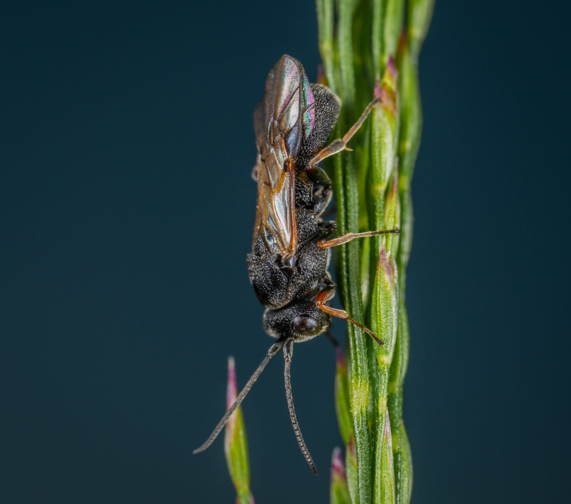 Macro shot of a black insect perched on a vibrant green plant stem.