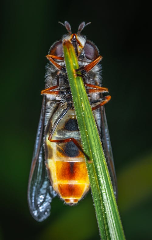 Wasp Perched on Green Leaf