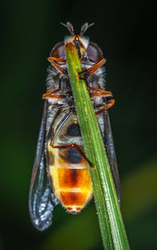 这张微距摄影作品，详细展现了一只栖息在绿叶上的苍蝇，其腹部色彩斑斓，格外引人注目
