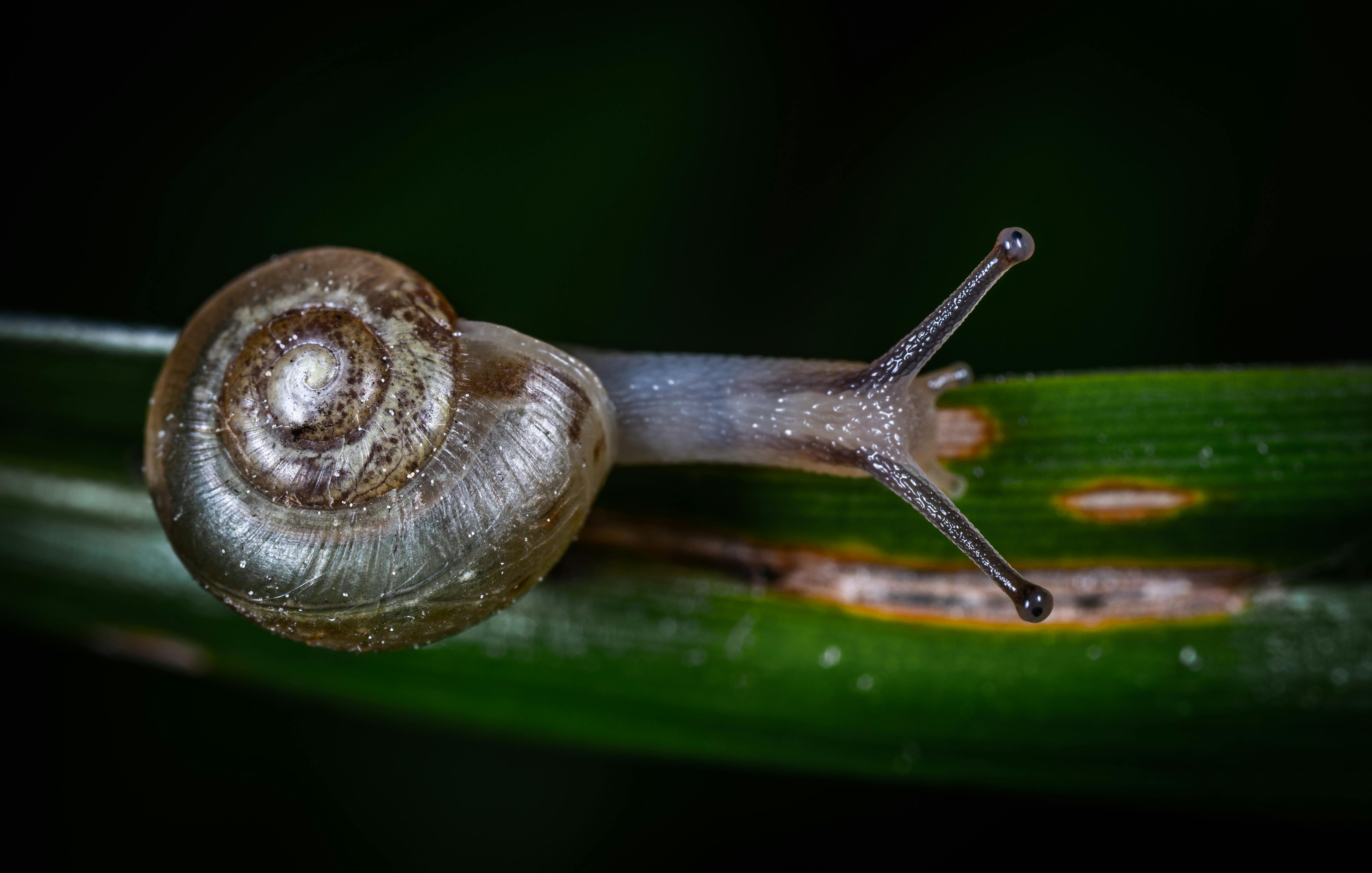 White Black And Brown Snail On Green Leaf · Free Stock Photo