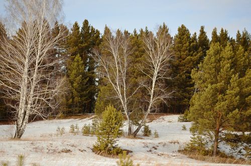 Free Serene winter scene featuring evergreen and bare trees amidst a snowy forest. Stock Photo