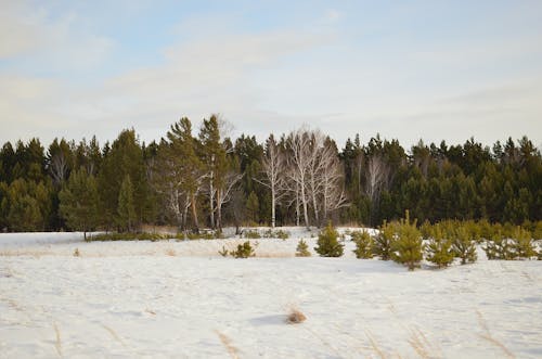 Green Trees on Snow Covered Land