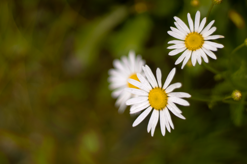 Free Vibrant white daisies blooming in a natural setting, showcasing beauty and simplicity. Stock Photo