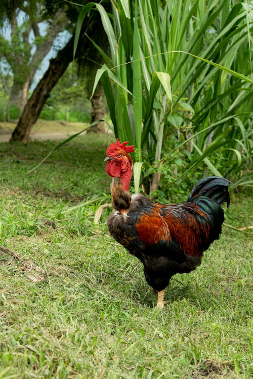 Gratis Fotos de stock gratuitas de animal de granja, aves de corral, césped Foto de stock