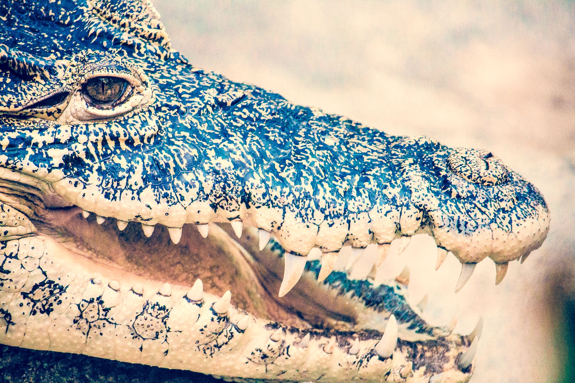 Macro Photography of Black Crocodile