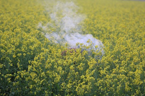 Бесплатное стоковое фото с дым, желтые цветы, за городом
