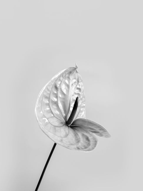 Elegant black and white photo of an Anthurium flower highlighting its delicate structure and form.