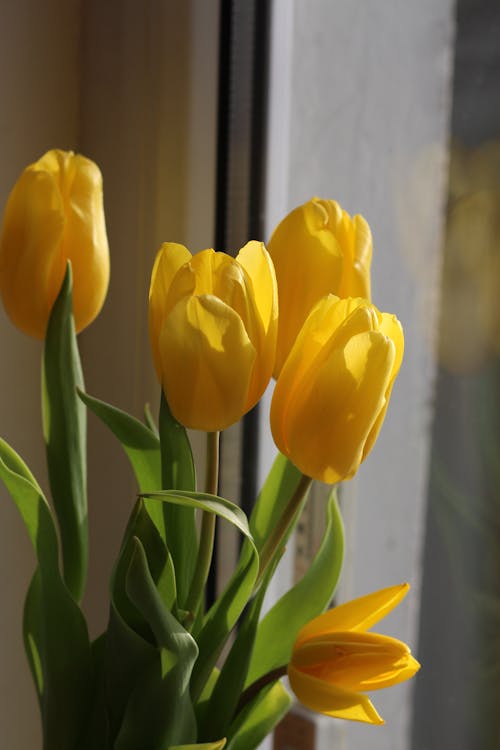 Бесплатное стоковое фото с вертикальный выстрел, желтые тюльпаны, желтые цветы