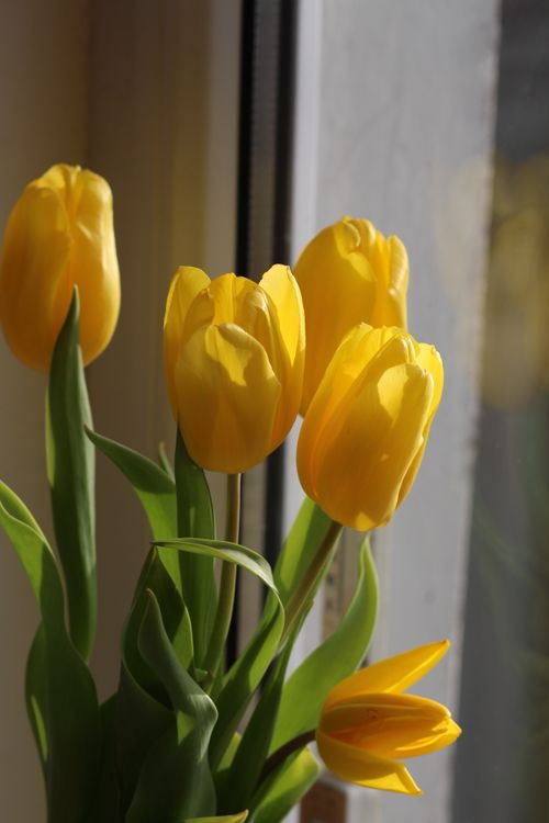 Free Vibrant yellow tulips in full bloom against a sunlit window, embodying spring's fresh beauty. Stock Photo