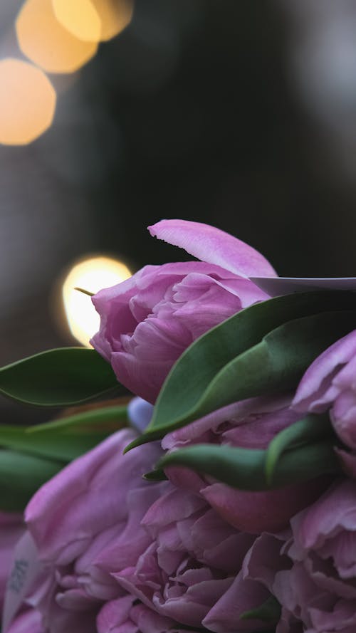 Free Close-Up Shot of Purple Flowers Stock Photo
