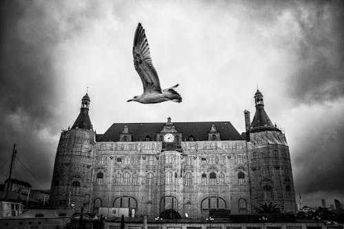 Bird Flying Near a Church Building